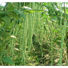 HBE01 Quyu vert pâle OP graines de haricots dans les graines de légumes